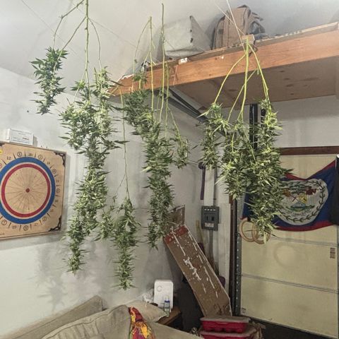 Mara growlog timeline photo