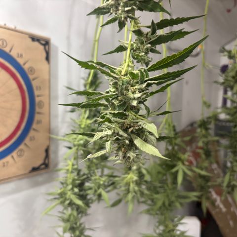 Mara growlog timeline photo