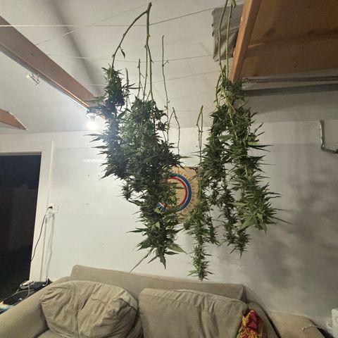 Mara growlog timeline photo
