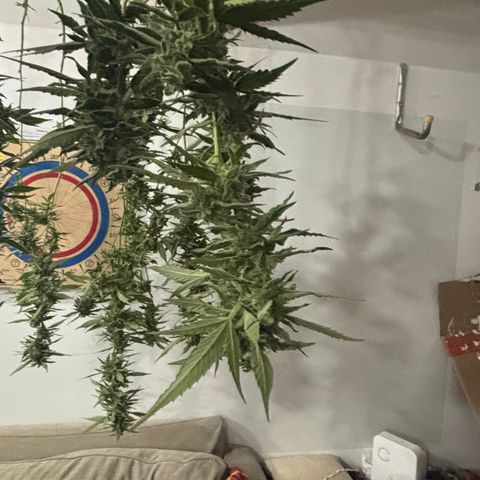 Mara growlog timeline photo