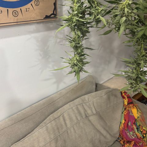 Mara growlog timeline photo