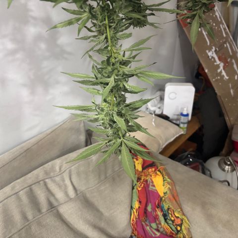 Mara growlog timeline photo