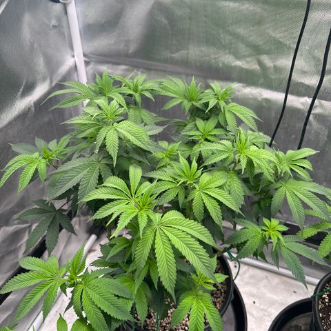Delilah growlog timeline photo
