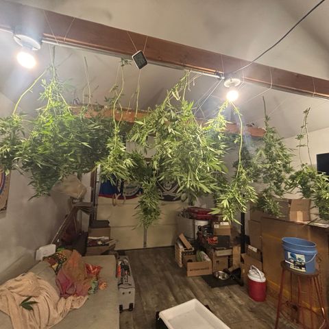 Veruca growlog timeline photo