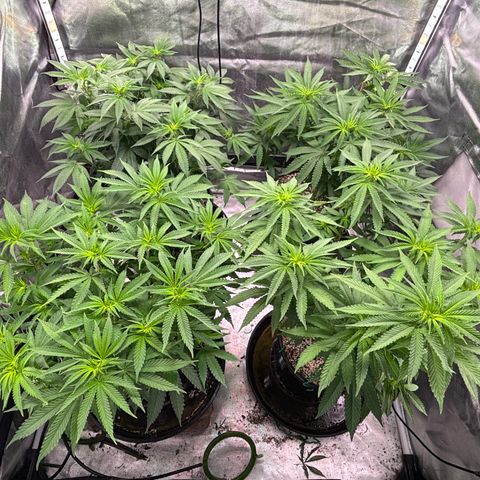 Delilah growlog timeline photo