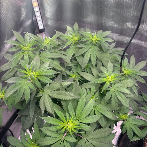 Delilah growlog timeline photo