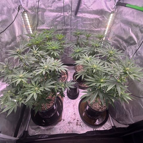 Delilah growlog timeline photo