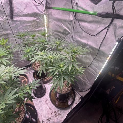 Delilah growlog timeline photo