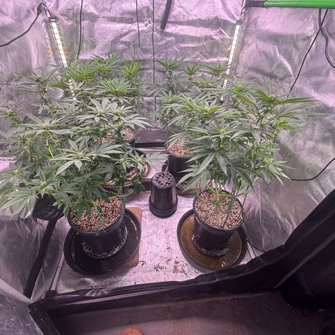Delilah growlog timeline photo