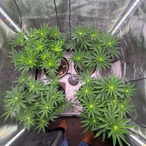 Delilah growlog timeline photo