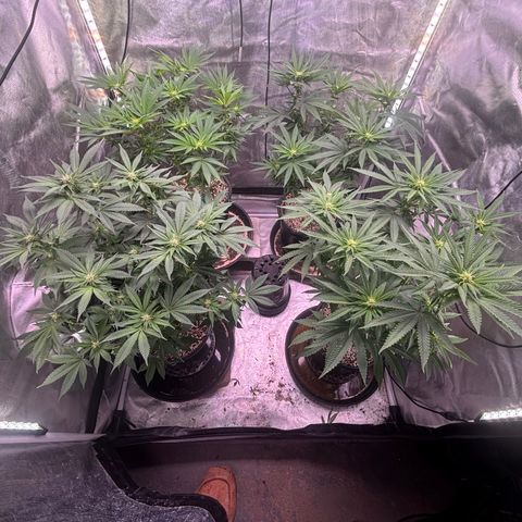 Delilah growlog timeline photo