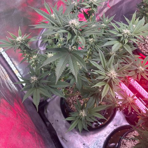 Delilah growlog timeline photo