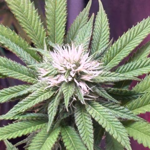 Delilah growlog photo: Best flowers yet
