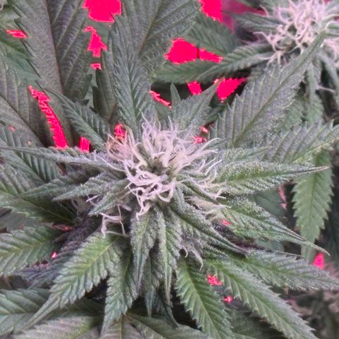 Delilah growlog photo: Best flowers yet
