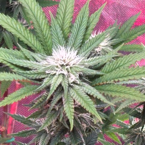 Delilah growlog photo: Best flowers yet
