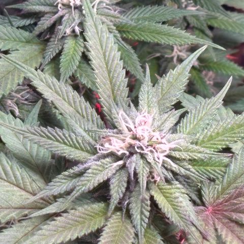 Delilah growlog photo: Best flowers yet