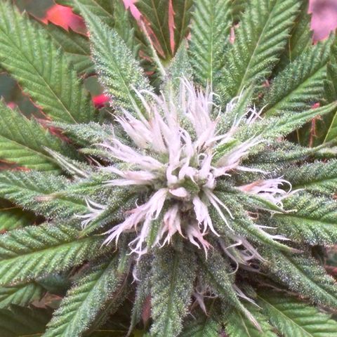 Delilah growlog photo: Best flowers yet