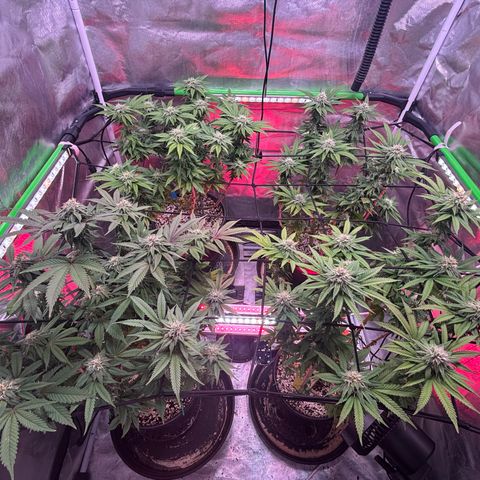 Delilah growlog timeline photo