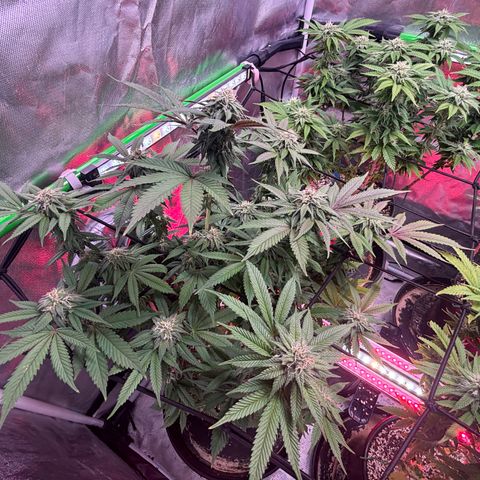 Delilah growlog timeline photo
