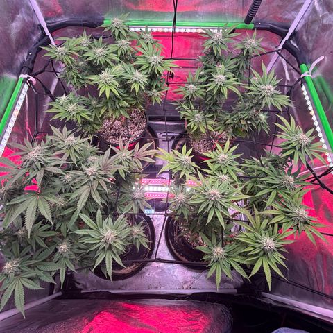 Delilah growlog timeline photo
