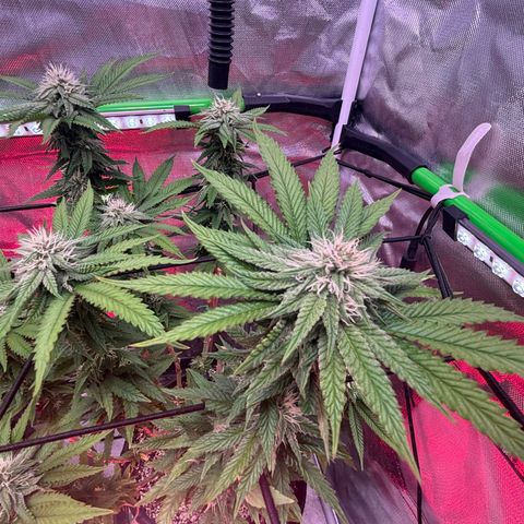 Delilah growlog timeline photo