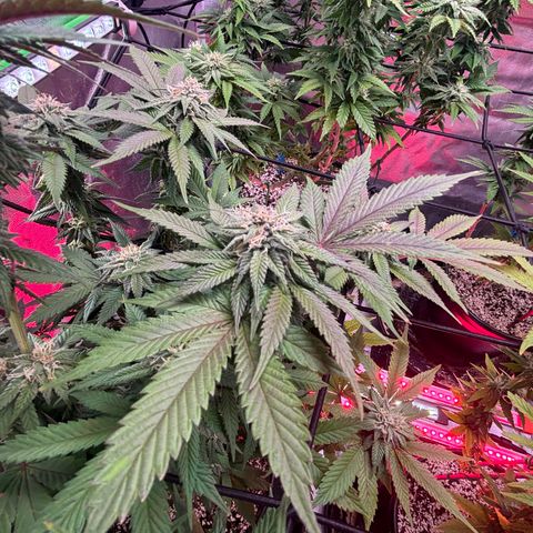 Delilah growlog timeline photo