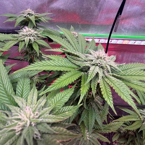 Delilah growlog timeline photo