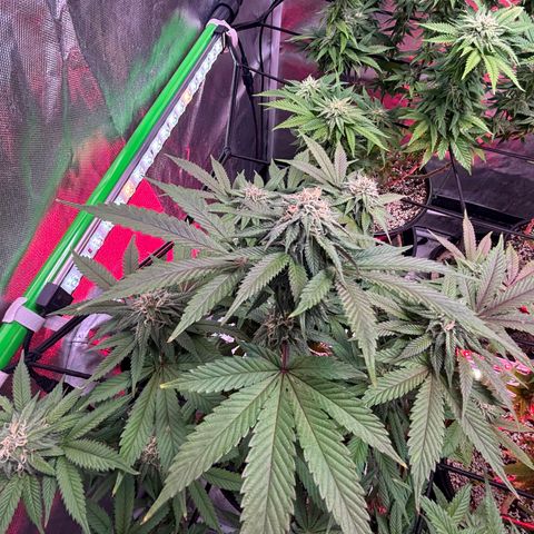 Delilah growlog timeline photo