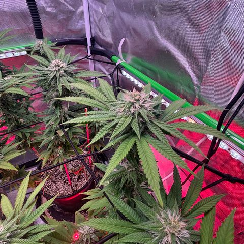 Delilah growlog timeline photo