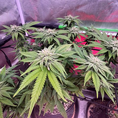 Delilah growlog timeline photo