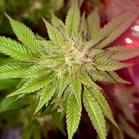 Delilah growlog photo: Looking beautiful 