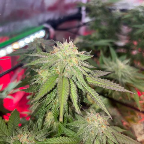 Delilah growlog photo: Looking beautiful 