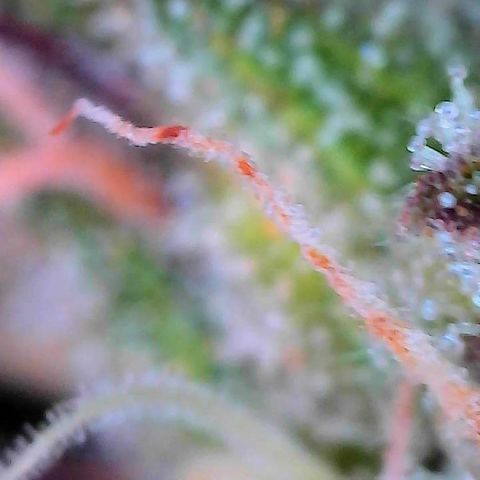 Delilah growlog photo: Looking beautiful 