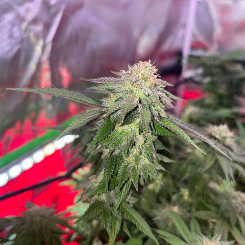 Delilah growlog photo: Looking beautiful 