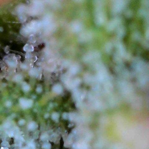 Delilah growlog photo: Looking beautiful 