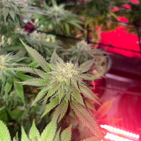 Delilah growlog photo: Looking beautiful 