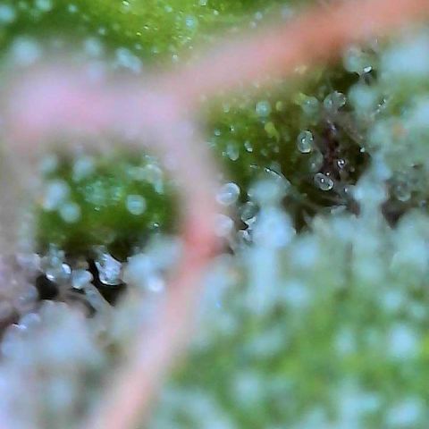 Delilah growlog photo: Looking beautiful 