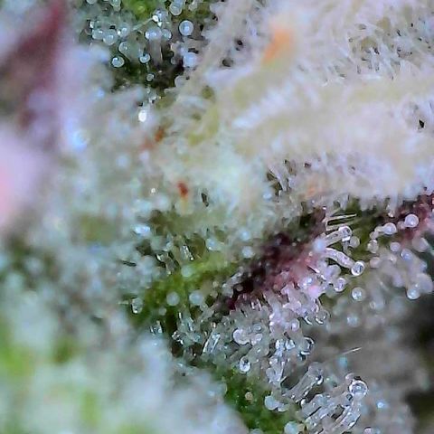 Delilah growlog photo: Looking beautiful 