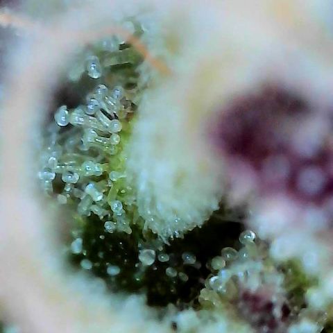 Delilah growlog photo: Looking beautiful 