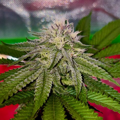 Delilah growlog photo: Looking beautiful 
