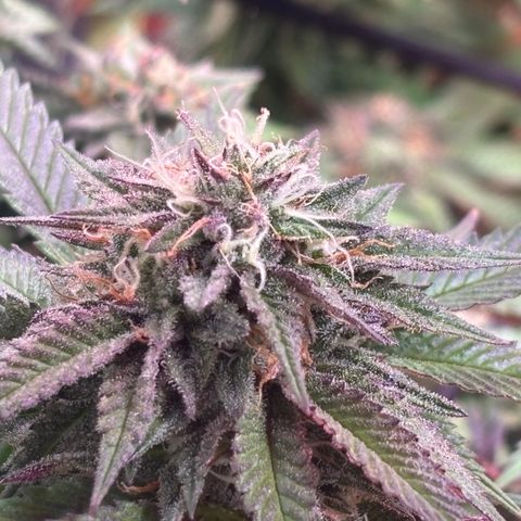 Delilah growlog photo: Looking beautiful 