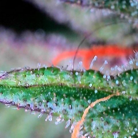Delilah growlog photo: Looking beautiful 