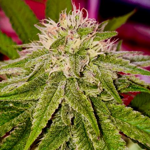 Delilah growlog photo: Looking beautiful 