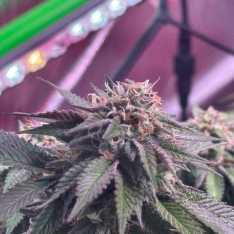 Delilah growlog photo: Looking beautiful 