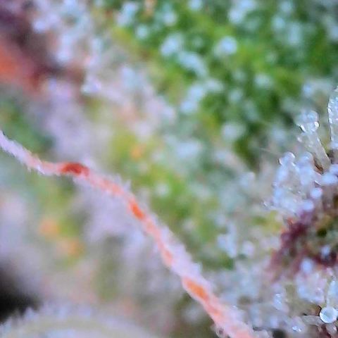 Delilah growlog photo: Looking beautiful 