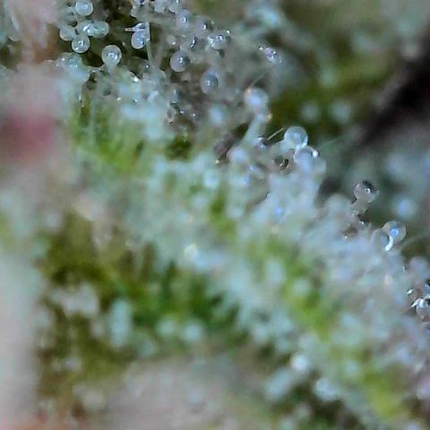 Delilah growlog photo: Looking beautiful 