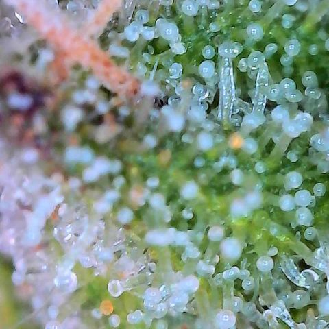 Delilah growlog photo: Looking beautiful 