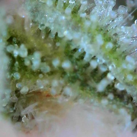 Delilah growlog photo: Looking beautiful 