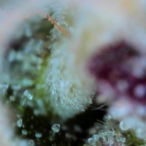 Delilah growlog photo: Looking beautiful 