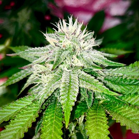 Delilah growlog photo: Looking beautiful 